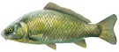 Carpa
