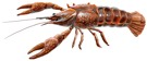 Cranc roig americà