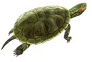 Tortuga de Florida